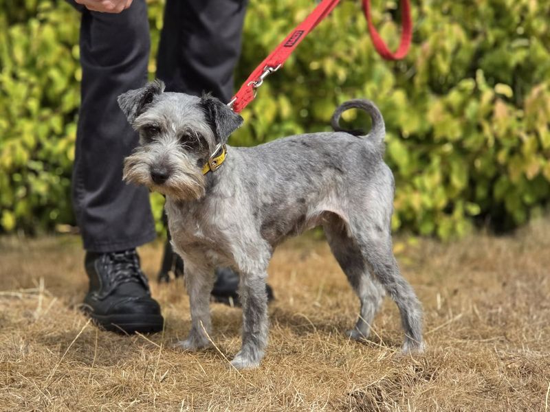 Sparrow | Schnauzer (Miniature) Cross | Evesham (Worcestershire) - 2