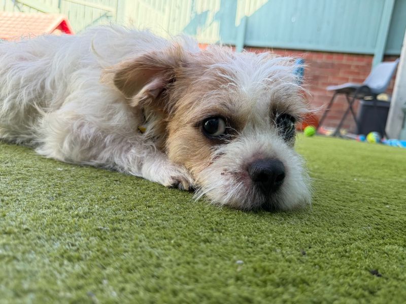Cleo | Shih Tzu Cross | Snetterton (Norfolk) - 4