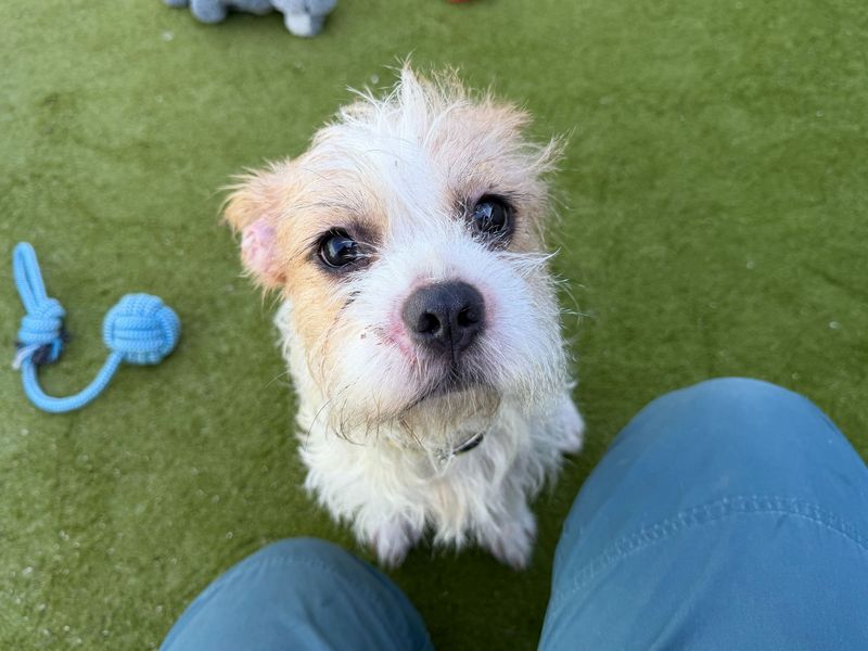 Cleo | Shih Tzu Cross | Snetterton (Norfolk) - 5