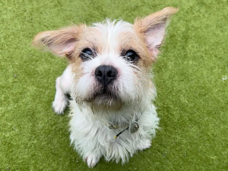 Shih Tzu Dogs And Puppies For Adoption