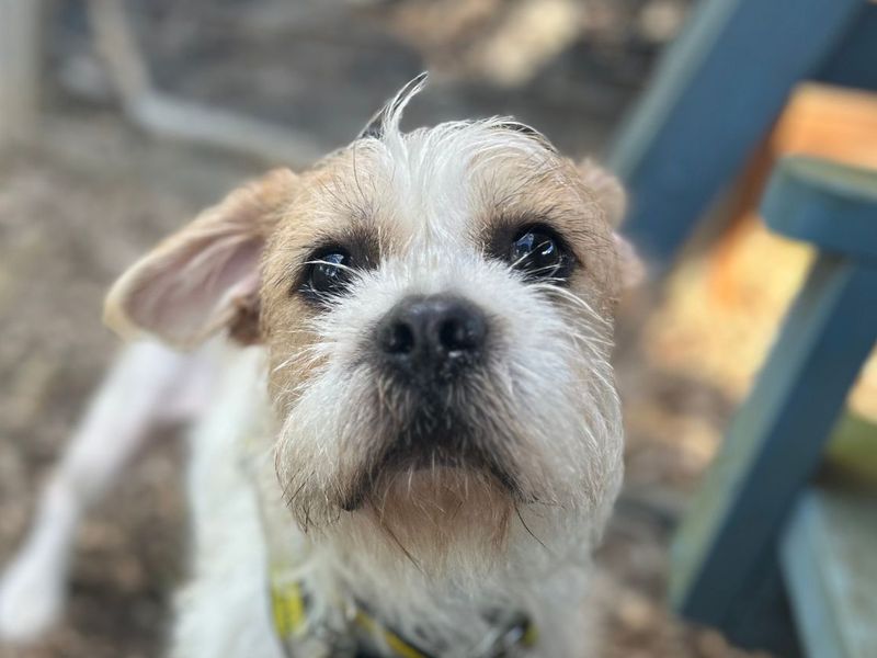 Cleo | Shih Tzu Cross | Snetterton (Norfolk) - 2