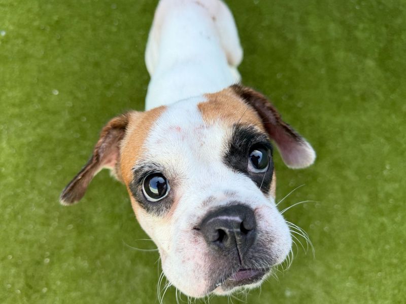 Boxer Dogs And Puppies For Adoption