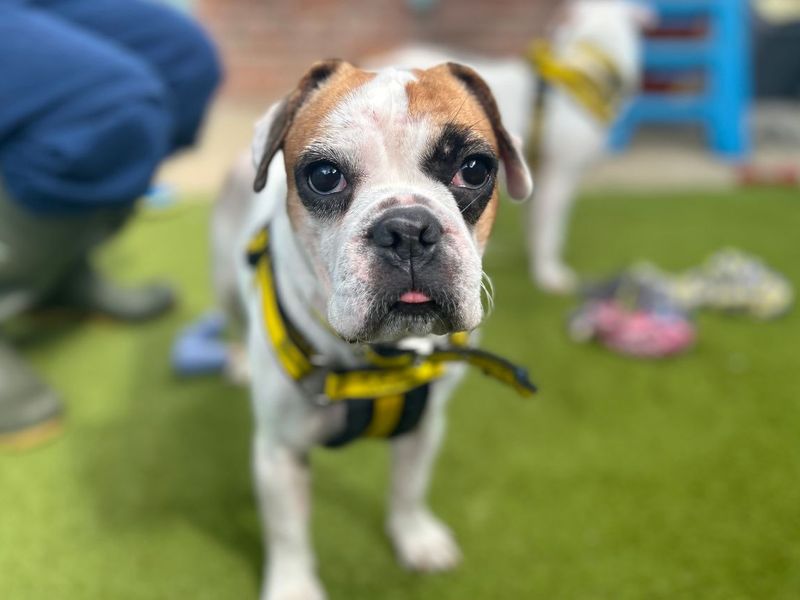 Millie | French Bulldog Cross | Snetterton (Norfolk) - 3