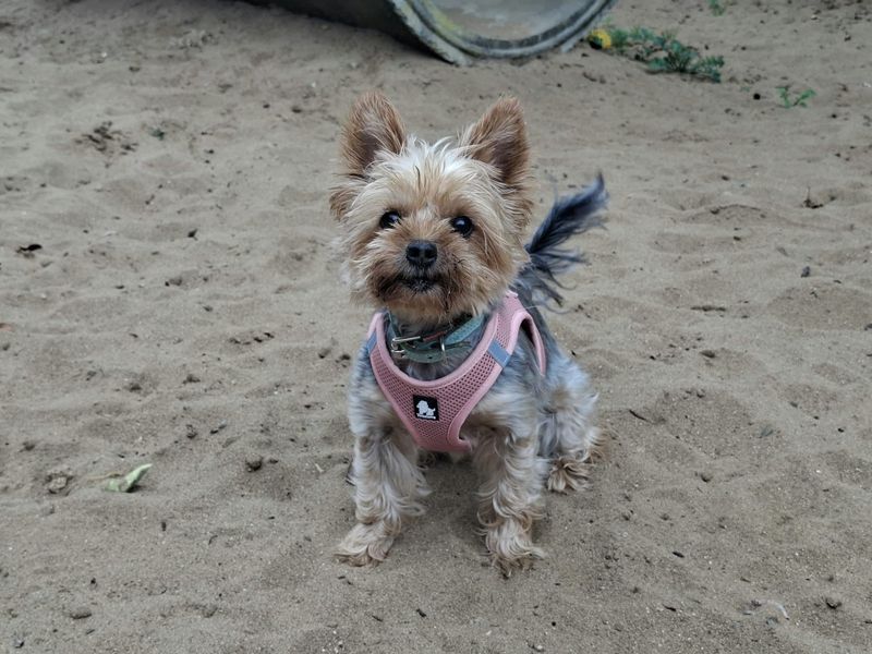 Rosey | Terrier (Yorkshire) | Ilfracombe - 2