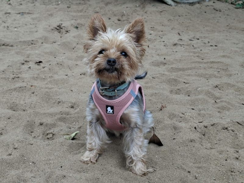 Rosey | Terrier (Yorkshire) | Ilfracombe - 3