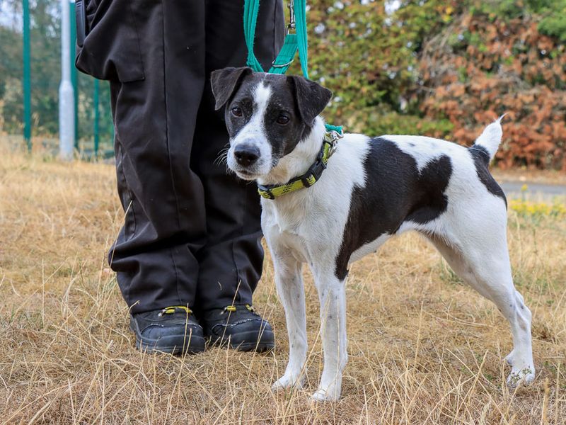 Betsy | Terrier (Patterdale) Cross | Evesham (Worcestershire) - 6