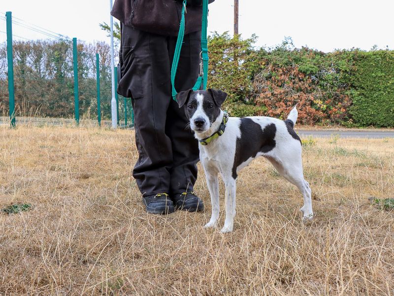 Betsy | Terrier (Patterdale) Cross | Evesham (Worcestershire) - 3
