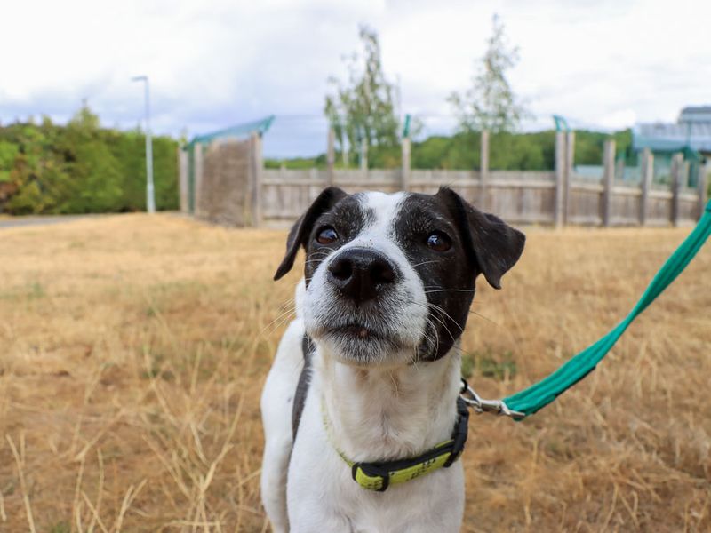 Betsy | Terrier (Patterdale) Cross | Evesham (Worcestershire) - 4
