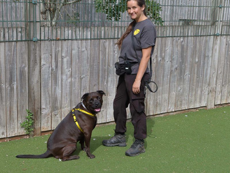 Owen | Retriever (Labrador) Cross | Loughborough - 4