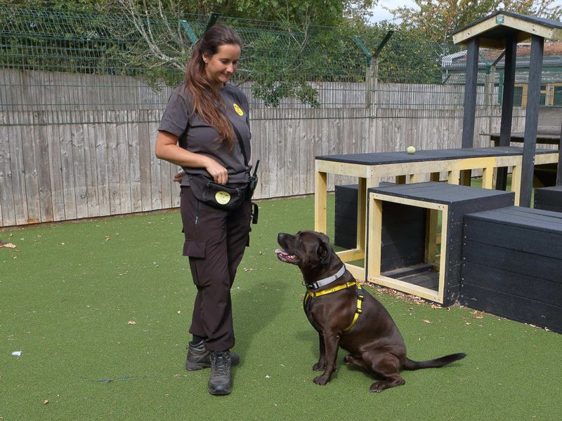 Owen | Retriever (Labrador) Cross | Loughborough - 3