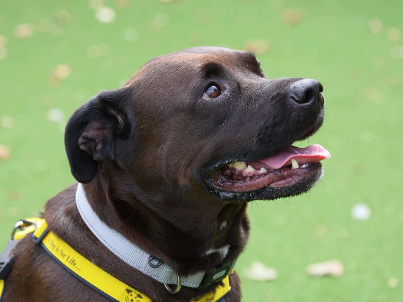 Owen | Retriever (Labrador) Cross | Loughborough - 2