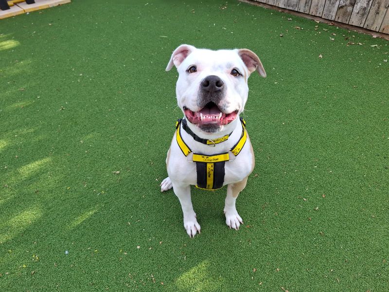 Orla | American Bulldog Cross | Loughborough - 2