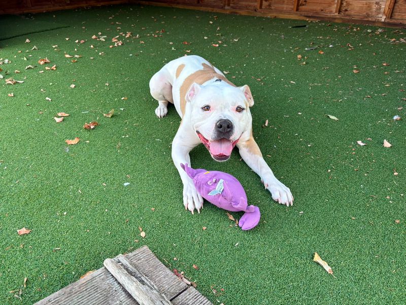 Orla | American Bulldog Cross | Loughborough - 3