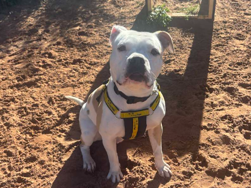 Orla | American Bulldog Cross | Loughborough - 4
