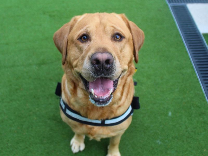 Milo | Retriever (Labrador) | Manchester - 1