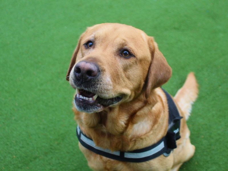 Milo | Retriever (Labrador) | Manchester - 3