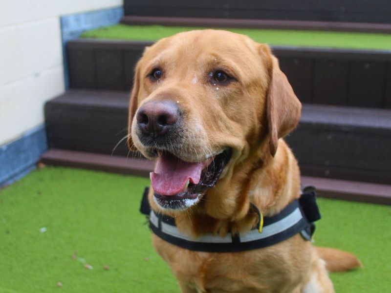 Milo | Retriever (Labrador) | Manchester - 4