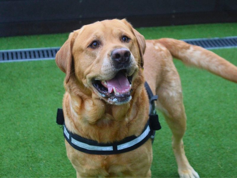 Milo | Retriever (Labrador) | Manchester - 2