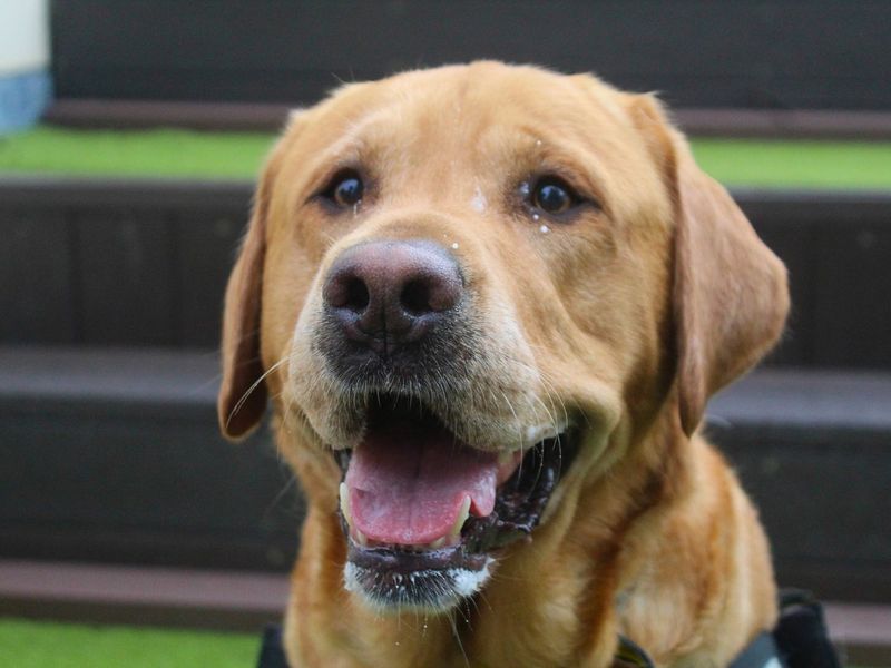 Milo | Retriever (Labrador) | Manchester - 5