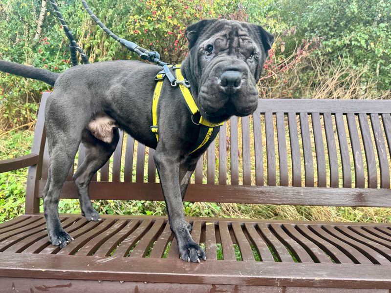 Hugo | Shar Pei | Darlington - 3