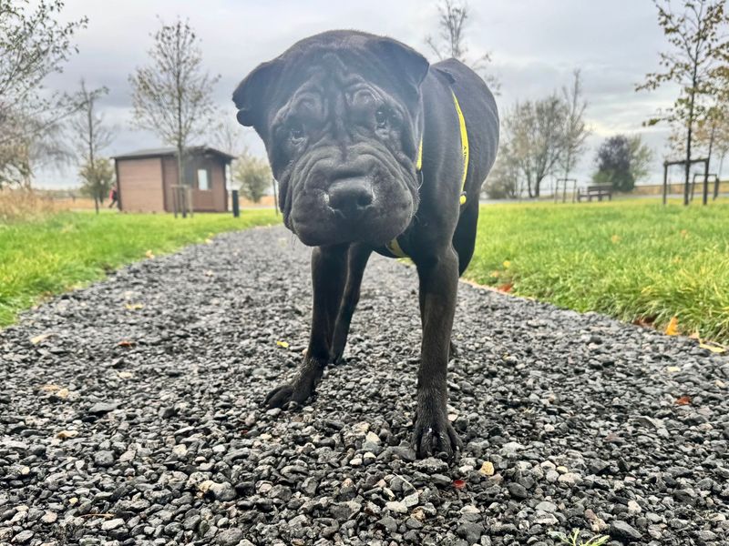 Hugo | Shar Pei | Darlington - 1