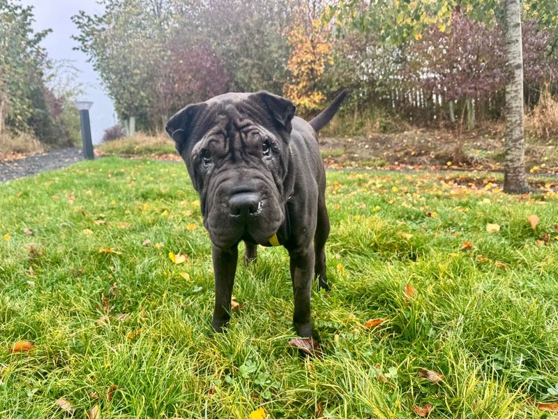 Hugo | Shar Pei | Darlington - 2
