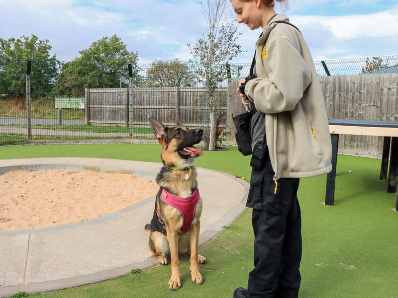 Lola | German Shepherd Dog | Evesham (Worcestershire) - 5