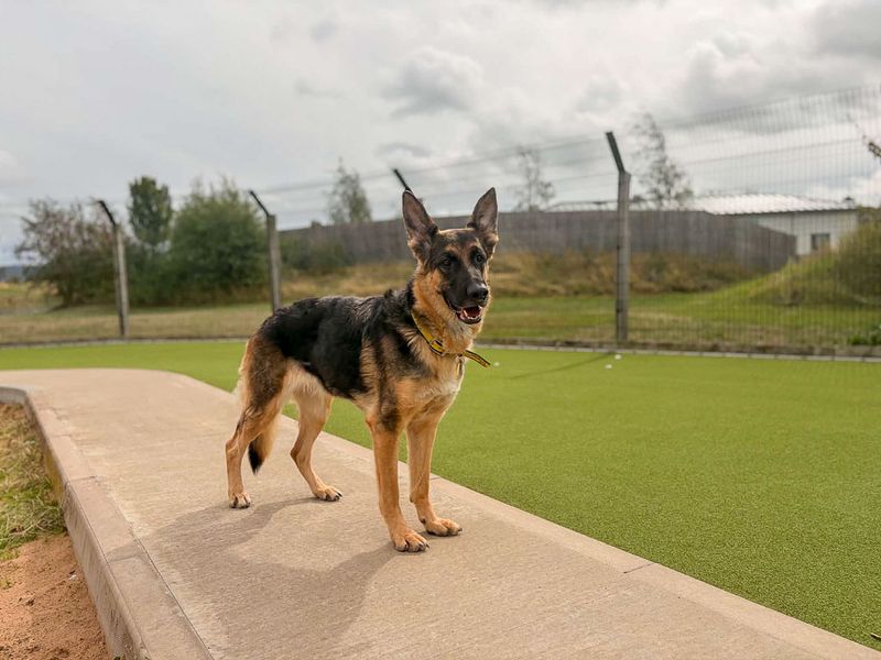 Lola | German Shepherd Dog | Evesham (Worcestershire) - 8