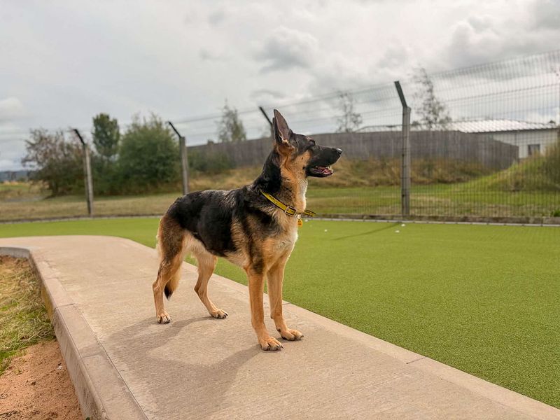 Lola | German Shepherd Dog | Evesham (Worcestershire) - 7