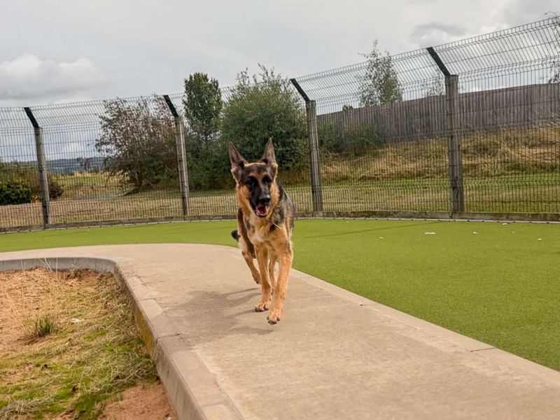 Lola | German Shepherd Dog | Evesham (Worcestershire) - 4