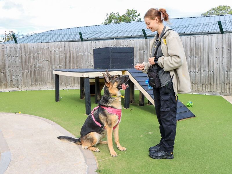 German Shepherd Dogs And Puppies For Adoption