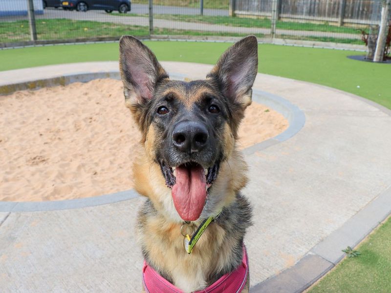 Lola | German Shepherd Dog | Evesham (Worcestershire) - 1