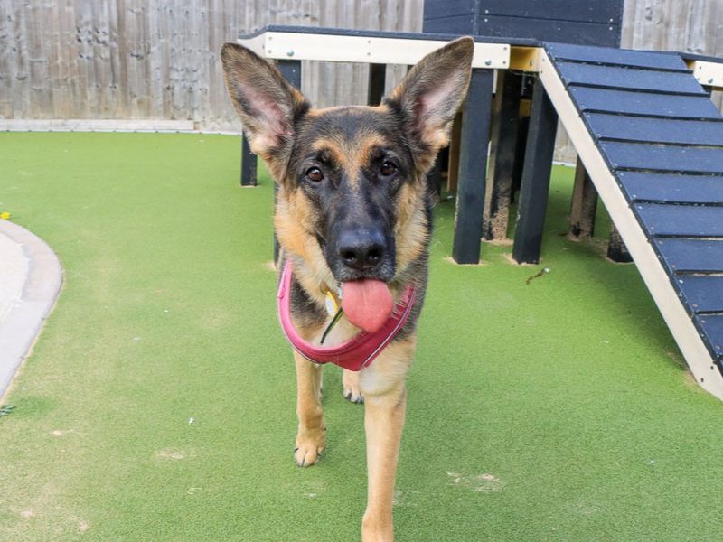 Lola | German Shepherd Dog | Evesham (Worcestershire) - 3