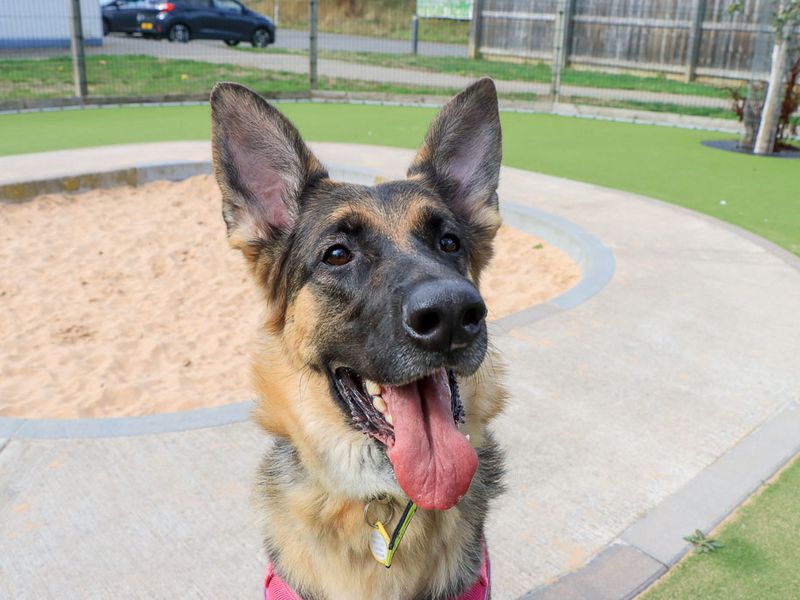 Lola | German Shepherd Dog | Evesham (Worcestershire) - 6