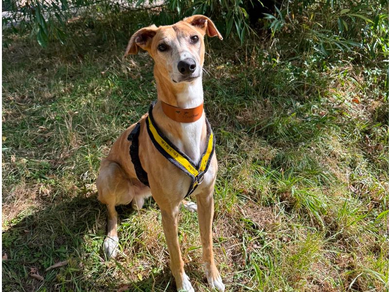 Reef | Lurcher | Shrewsbury (Shropshire) - 3