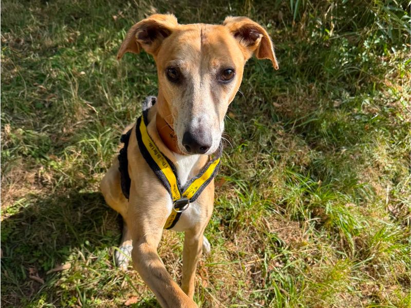 Reef | Lurcher | Shrewsbury (Shropshire) - 2