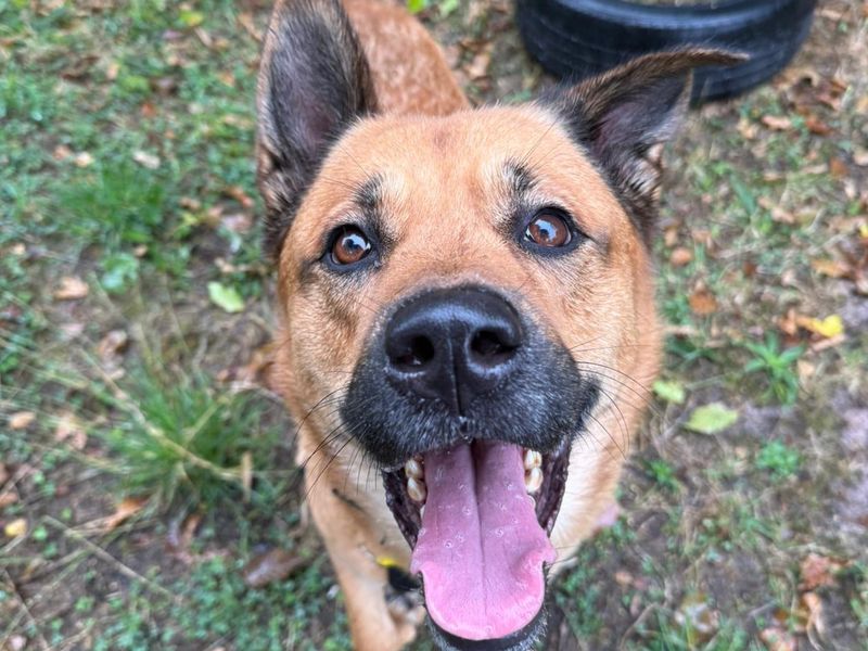 Fudge | Akita Cross | Shrewsbury (Shropshire) - 3