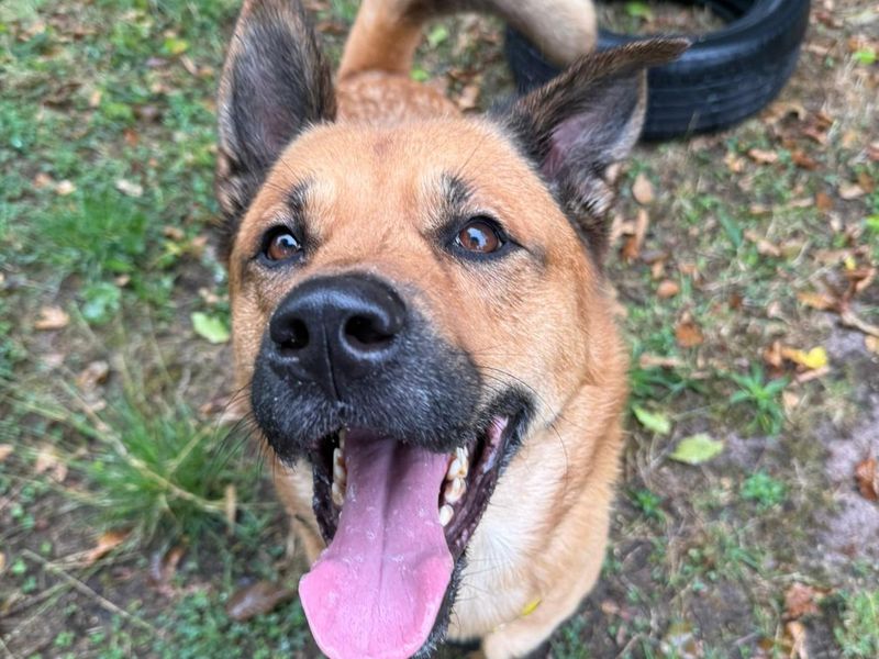 Fudge | Akita Cross | Shrewsbury (Shropshire) - 1