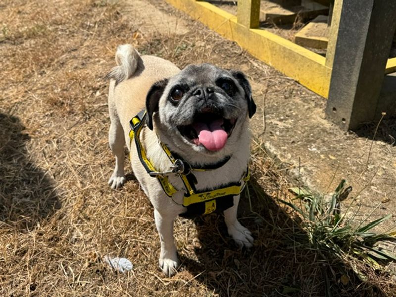 Pug Dogs And Puppies For Adoption