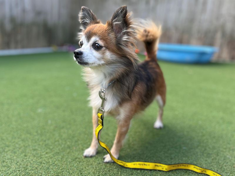 Sunflower | Chihuahua (Long Coat) | Cardiff - 1