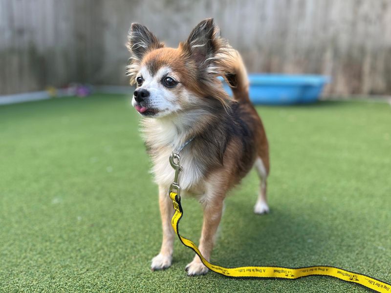 Sunflower | Chihuahua (Long Coat) | Cardiff - 3