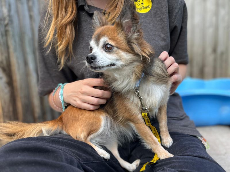 Sunflower | Chihuahua (Long Coat) | Cardiff - 2