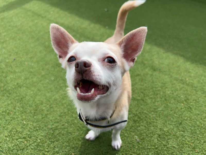 Chihuahua Dogs And Puppies For Adoption