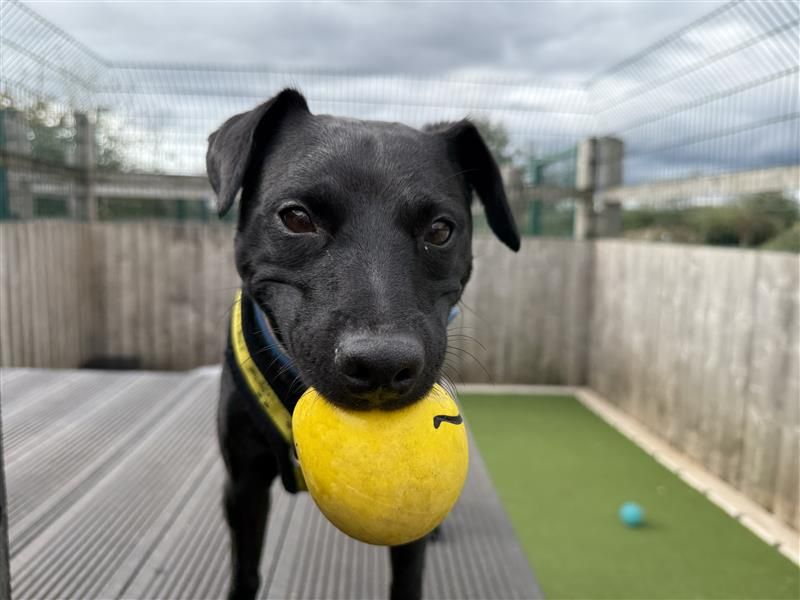 Max | Terrier (Patterdale) | Cardiff - 8