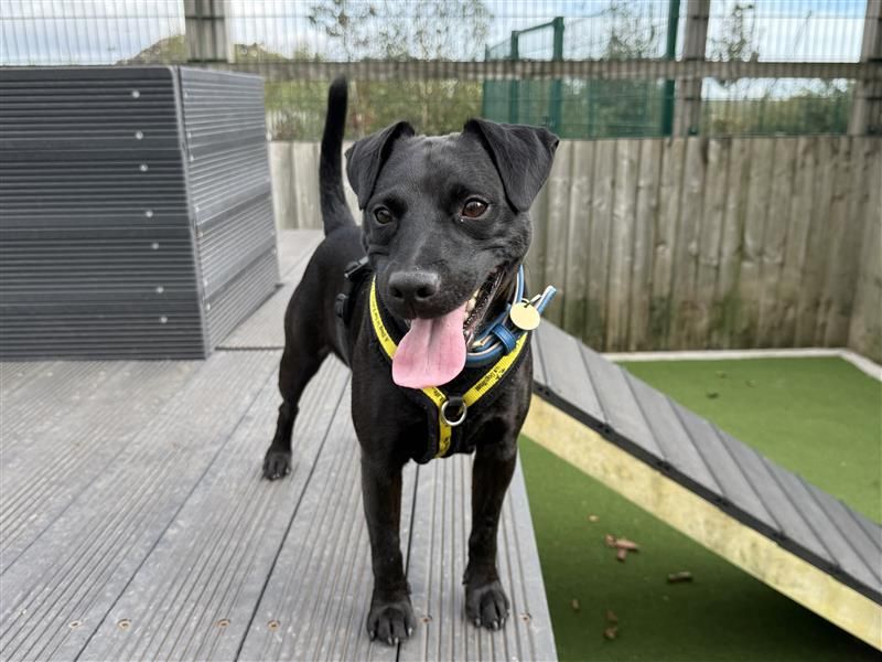 Max | Terrier (Patterdale) | Cardiff - 1