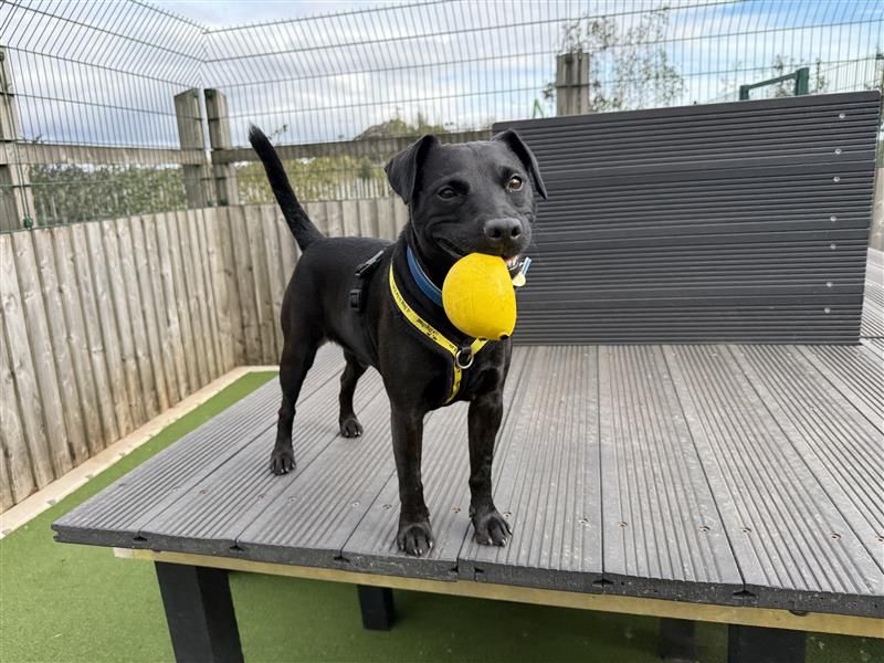 Max | Terrier (Patterdale) | Cardiff - 2
