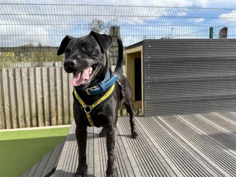 Max | Terrier (Patterdale) | Cardiff - 10