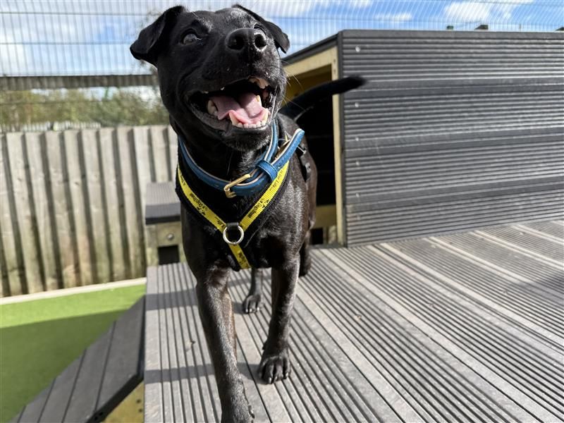 Max | Terrier (Patterdale) | Cardiff - 9