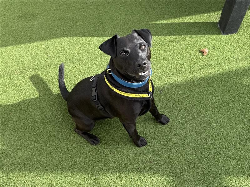 Max | Terrier (Patterdale) | Cardiff - 3