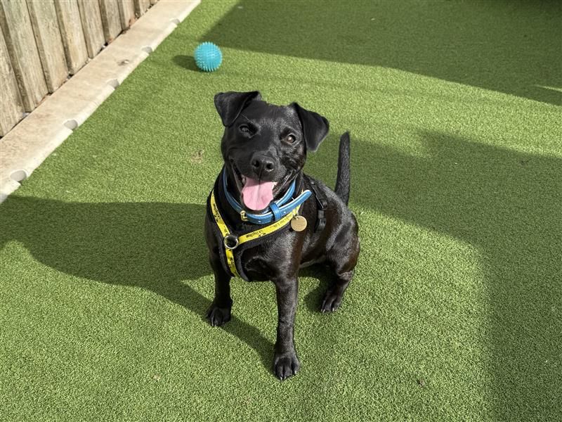Max | Terrier (Patterdale) | Cardiff - 5
